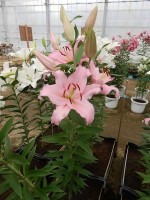 [3498 PO19 Mistero No101.JPG]